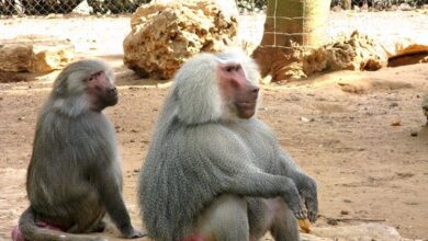 Photo of مدرسة النجاح تنظم رحلة لطلابها الى حديقة الحيوانات  والسفاري في رمات غان.